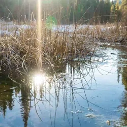 Mosquitofish lake